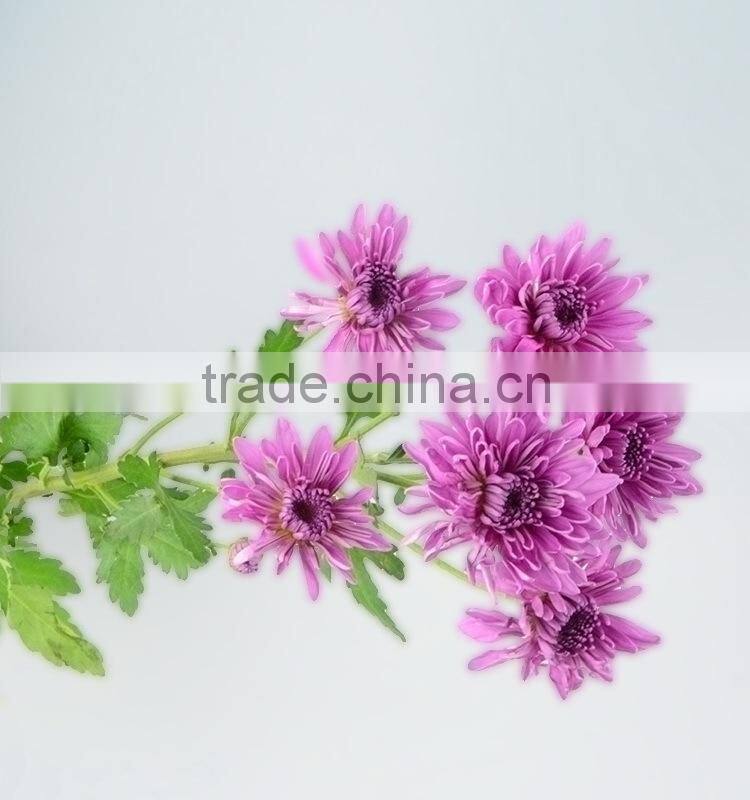 Good quality hotsell factory direct flock chrysanthemum