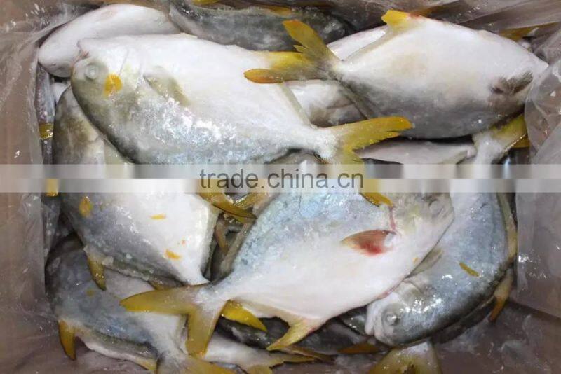 frozen bulk golden pomfret fish