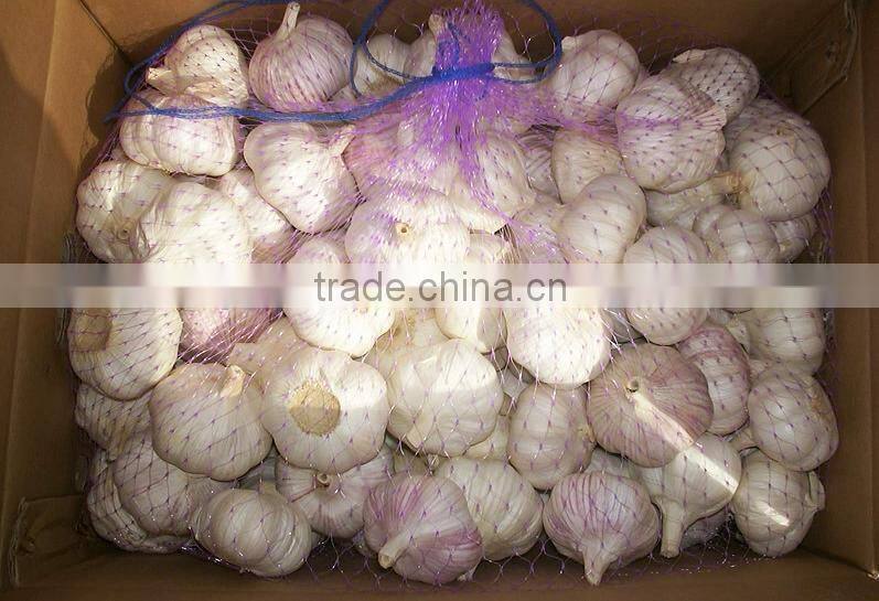 chinese solo garlic