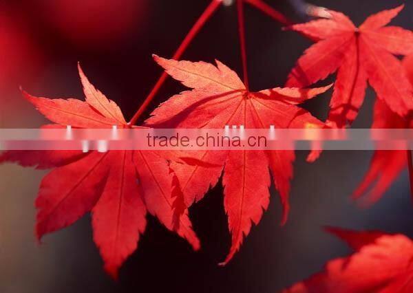 Digital Printing Sheet Glass Manufacture The Float Process