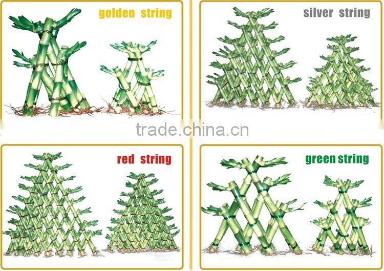 big triangle pyramid lucky bamboo air bonsai tree dracaena sanderiana indoor water aquatic plants nursery garden decoration