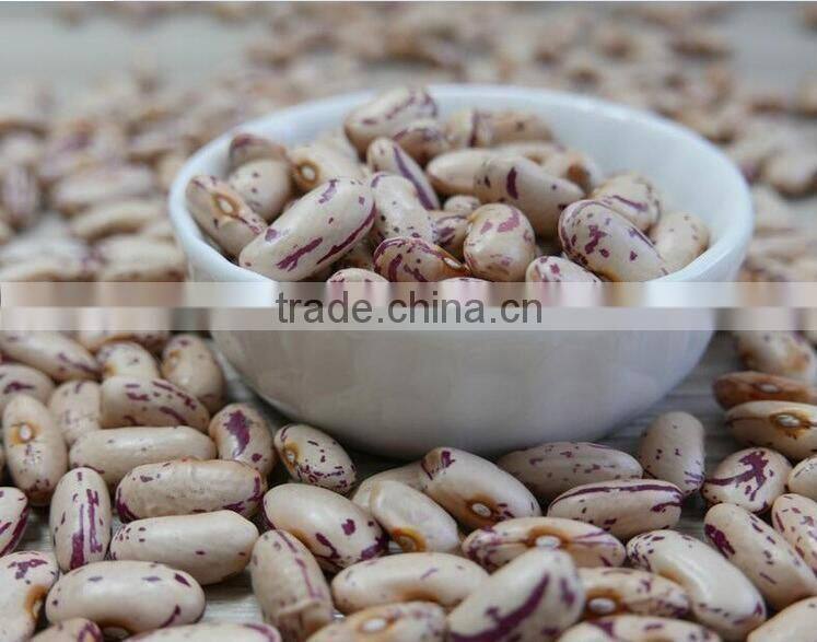 China new crop good quality light speckled Pinto Kidney Bean