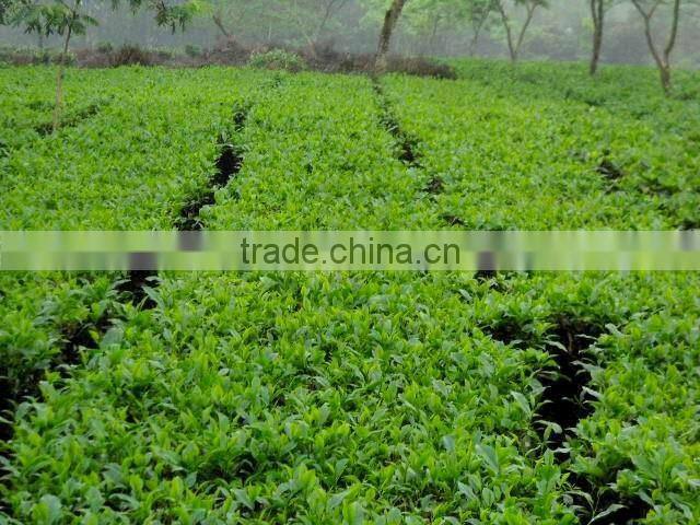 Moc Chau Son La OP green tea