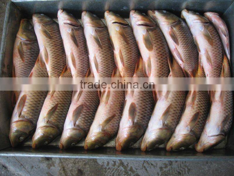 High quality frozen black pomfret 500-1000g IQF