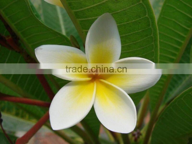 White Flower Plumeria rubra L. cv. Acutifolia