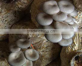 All kinds Edible mushroom planting production line/Fungus growing production line/Oyster Mushroom planter