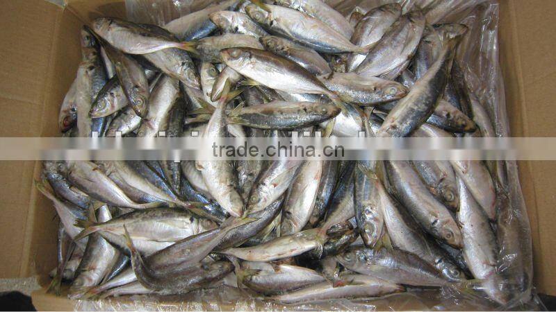 frozen horse mackerel 80-100g new arrival
