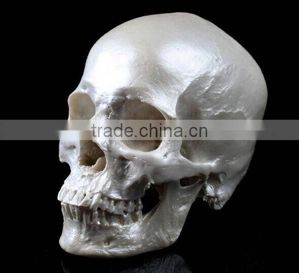 Human Resin Skull Model for Halloween