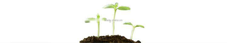 Automatic Bean Sprout Machine/Soybean Sprout Machine/Mung bean Sprout Machine