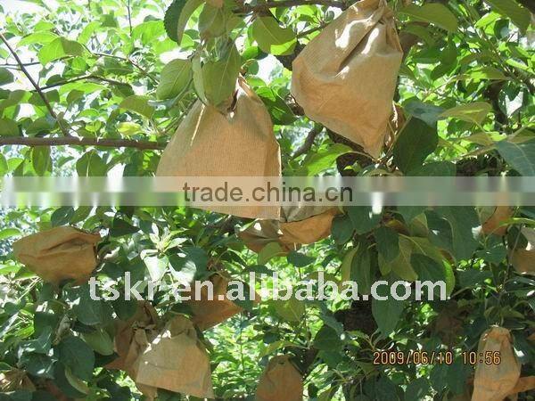 Good yellow golden delicious apples