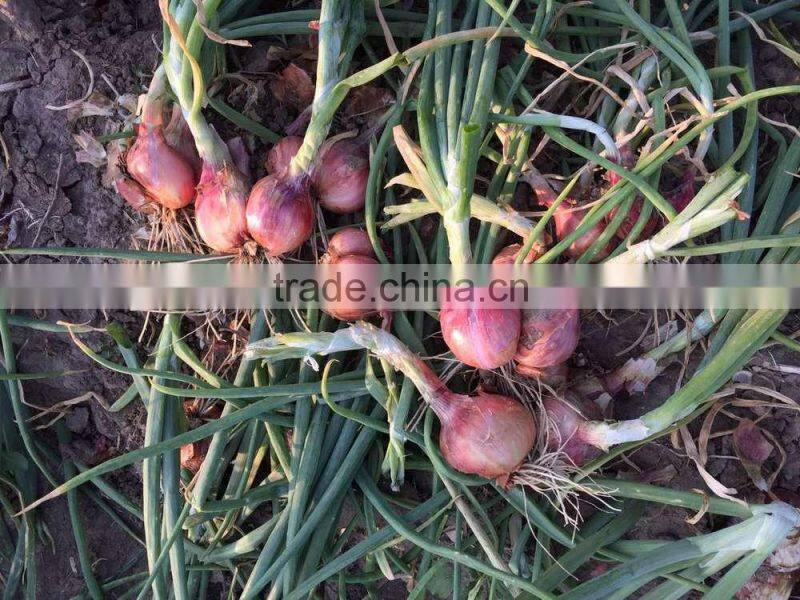 2015 100% Fresh shallot onion in China