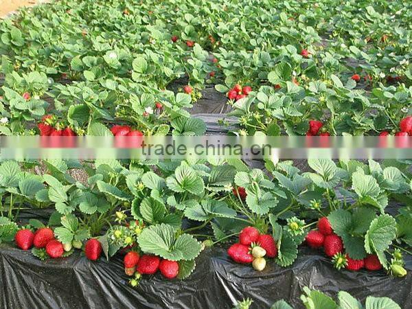 Low price silver/black PE mulch film for agriculture food grade wholesale