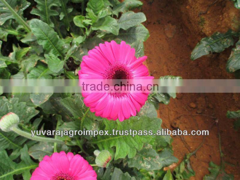 Gerbera Market Price