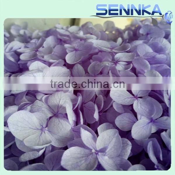2016 Newest gold flower hydrangea preserved flower hydranger Fresh flowers farms directly