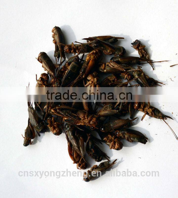 high quality cricket insect