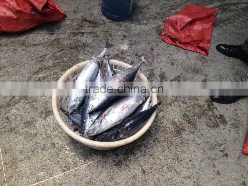 Fresh sea frozen bonito300-500 500-700 750-1000