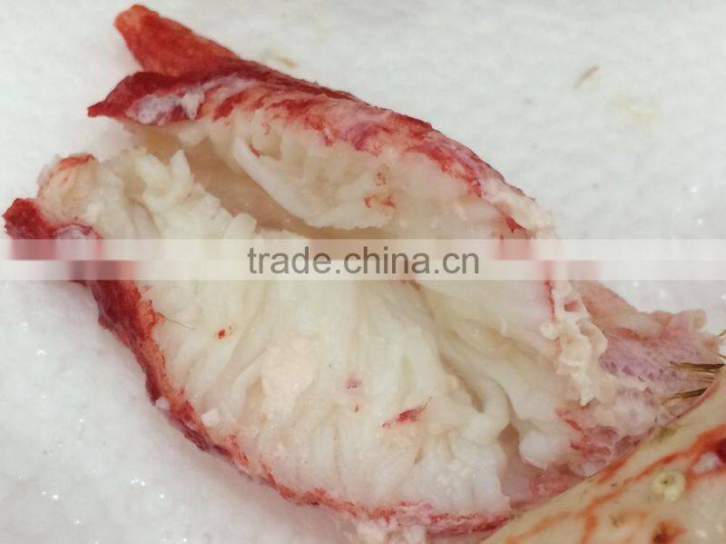 Hairy Snow Crab Antarctica