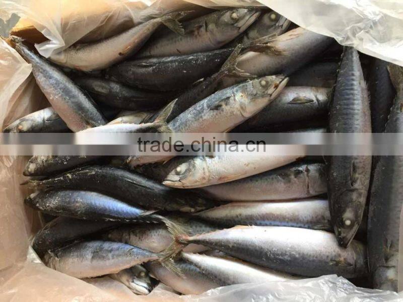 2016 landing sea frozen mackerel 200-250g