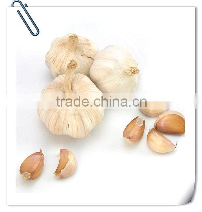 2016 new crop fresh garlic in 10kg mesh bag and carton China export garlic