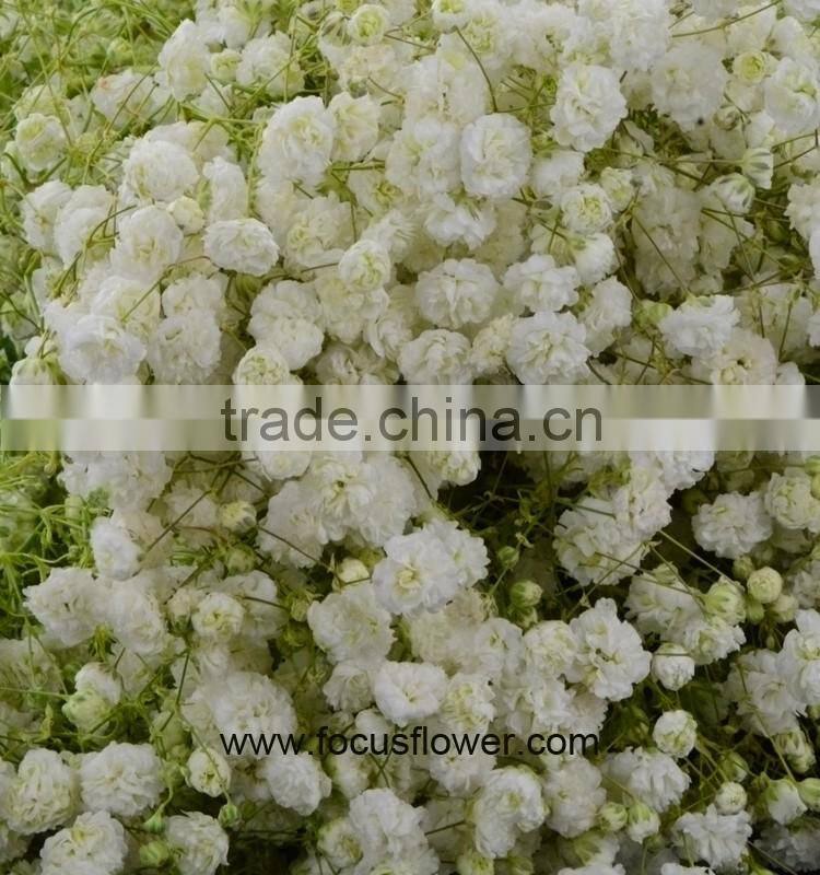 Ornamental Plants Real Touch Flower Onlin Wholesale Shop Baby's Breath