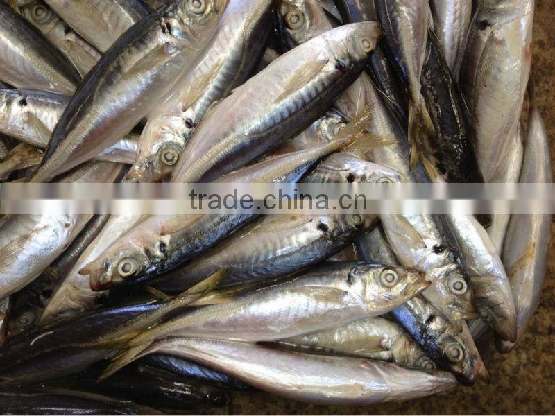 2016 Newly 16pcs/kg Light Seine Frozen Round Scad