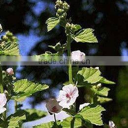 GMP Factory Supply Marshmallow Extract