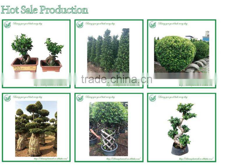 Ficus Ginseng Bonsai Trees