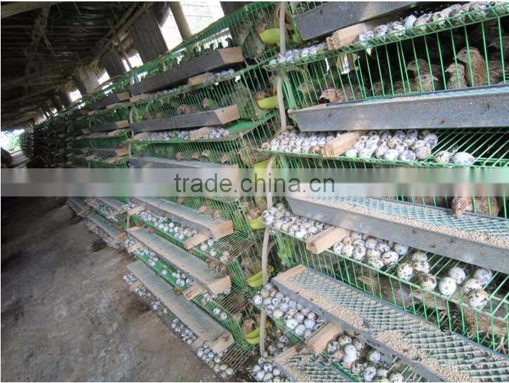6 tires 400 automatic quails cage one side/6 tiers two sides 800 quails cages