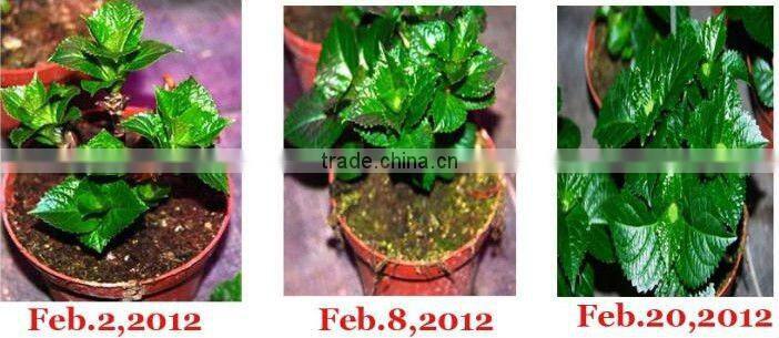 Integrated light source ,300w integrated led grow light ,60 90 120 degree growlight fpor indoor plant