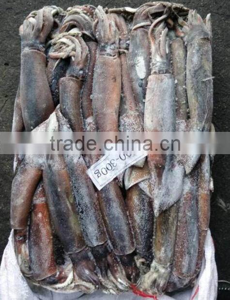 Frozen Illex Argentinus Squid