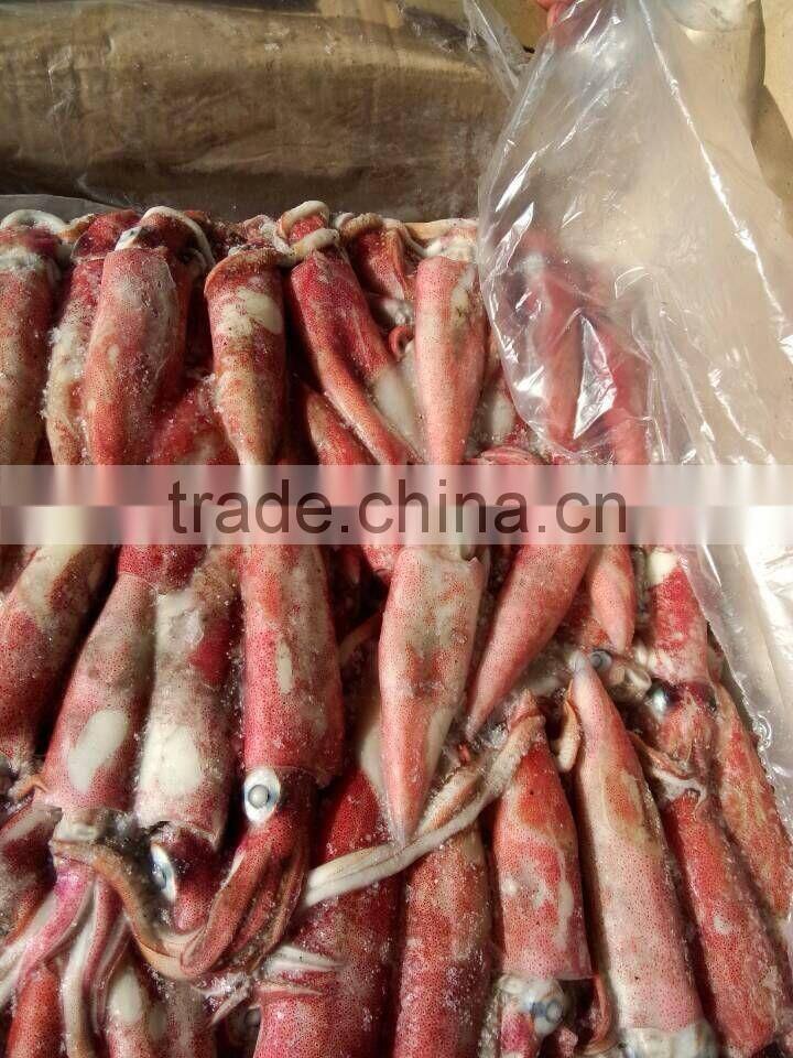 LOLIGO SQUID/SQUID MEAL