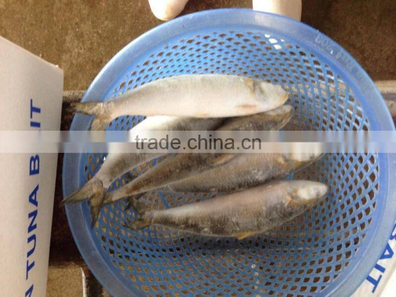 Frozen Whole Round Sardine