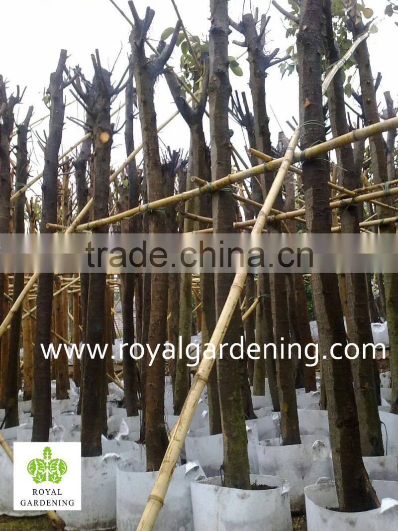 Ficus Altissima Tropical trees plants