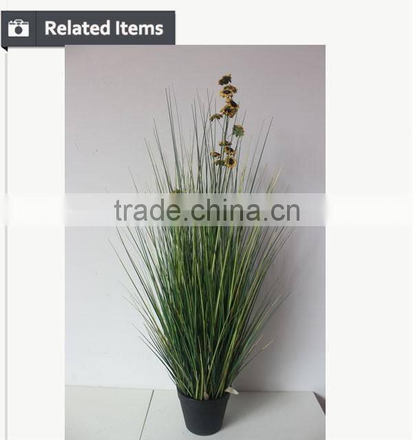 Natural green Papyrus scirpus validus potted onion grass