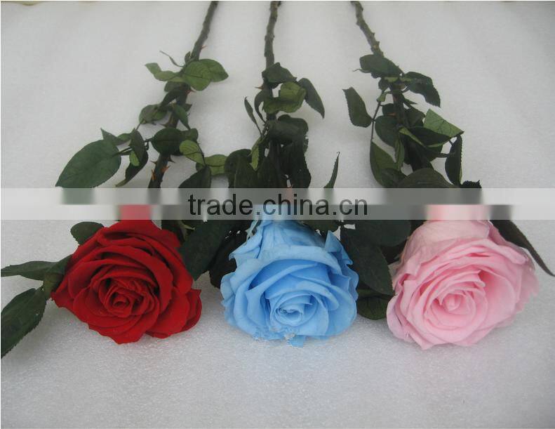 Hot Sale Preserved Flower For Gift and Home Decoration From China