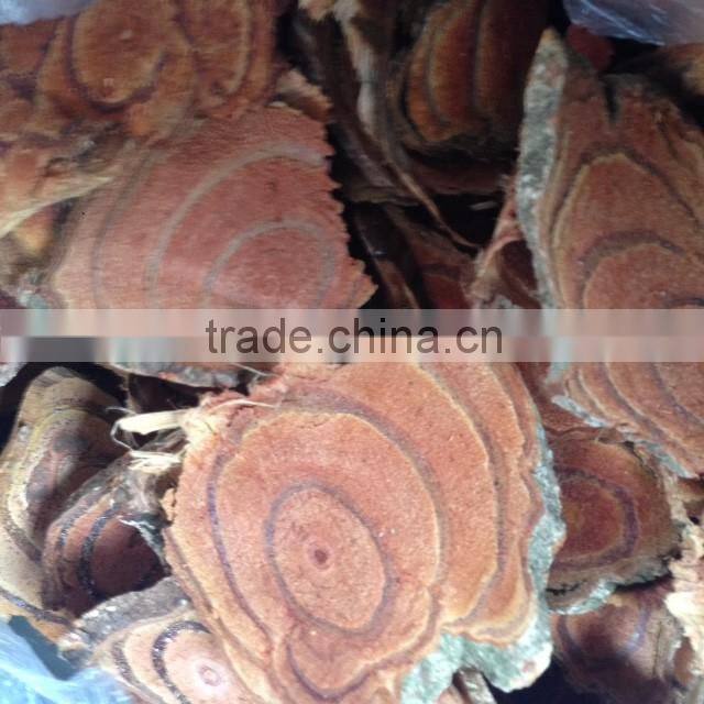 Sargentodoxa cuneata