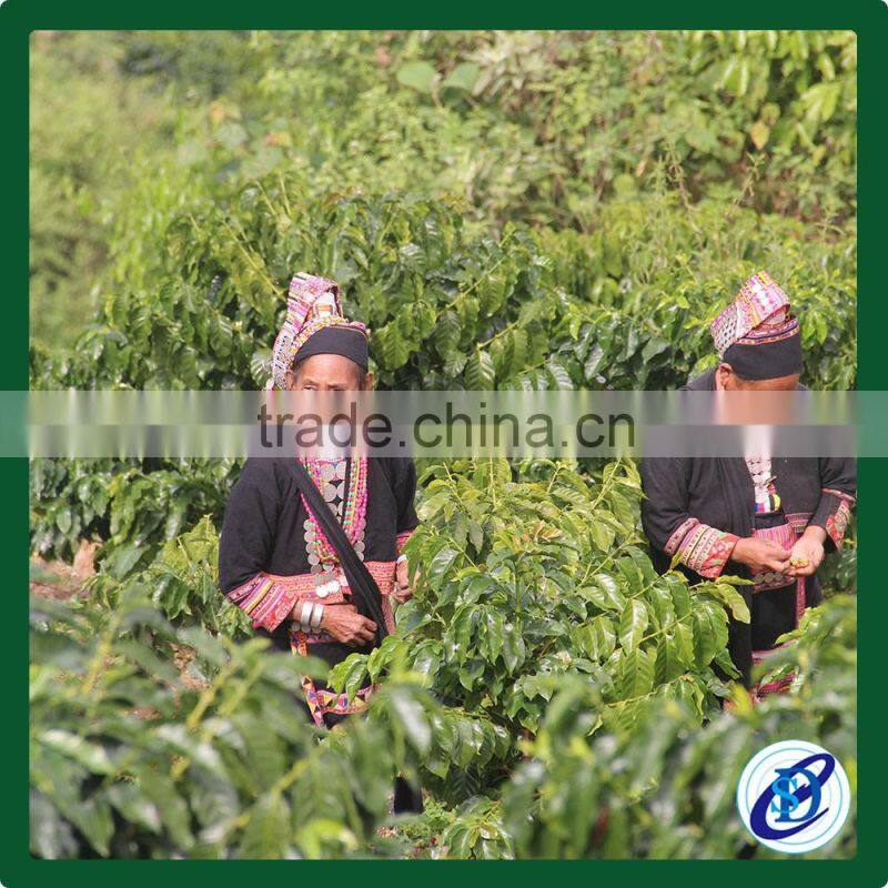 Green coffee beans price Green arabica coffee beans for sale