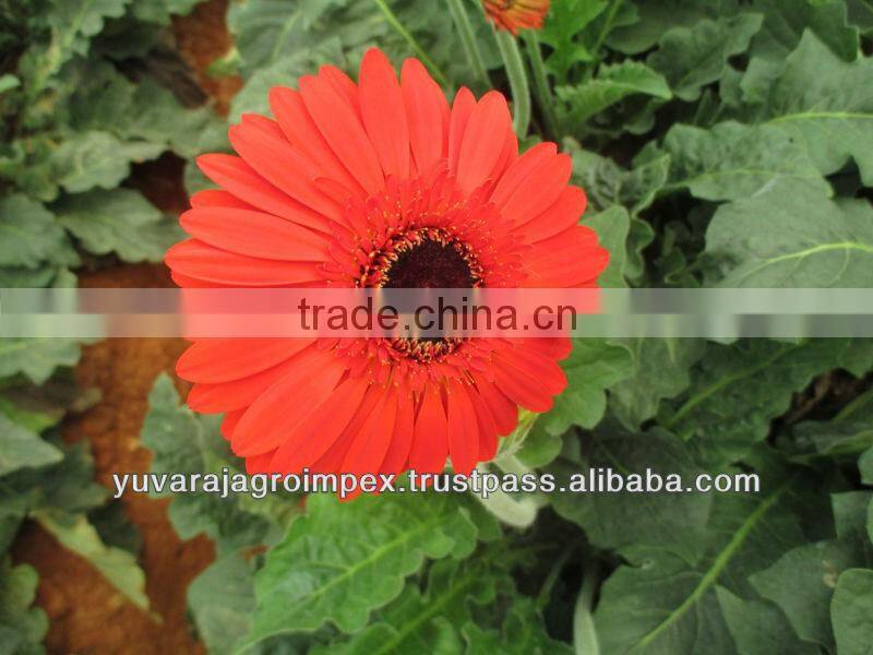Gerbera Market Price