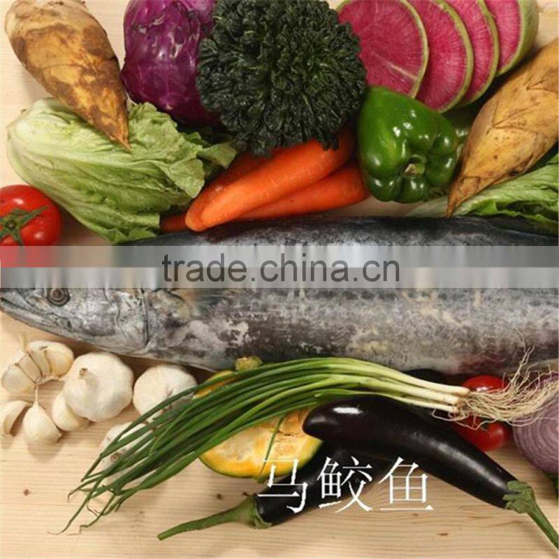Land frozen Japanese Spanish mackerel for sale