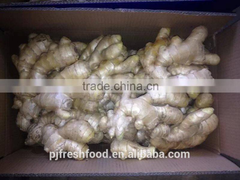 Specification fresh ginger/specification dry ginger