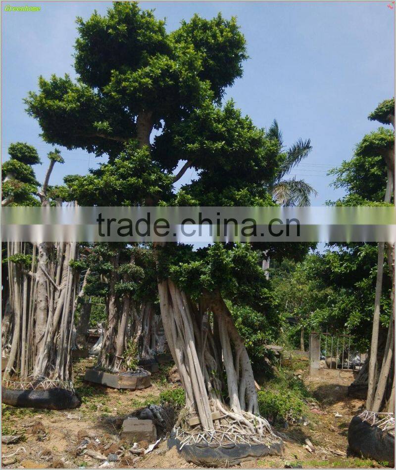 Ficus Microcarpa outdoor plant( Original root bonsai Ficus)