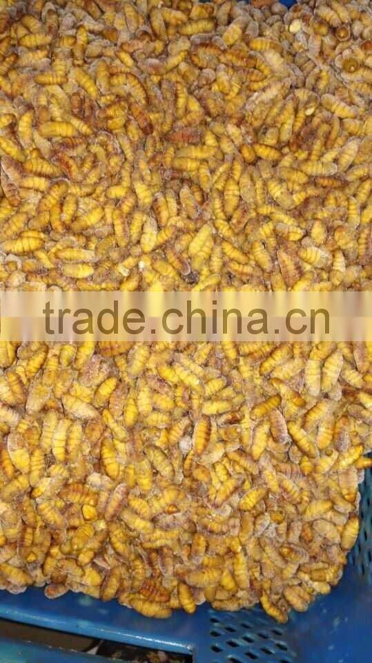 Food Of Human Frozen Silkworm Chrysalis