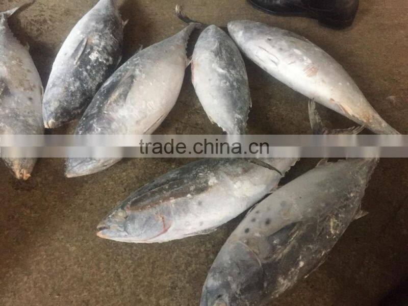 Hot Sale Whole Round Seafrozen High Quality Bonito Tuna