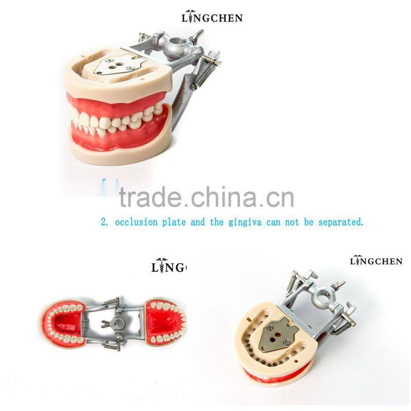resin teeth jaw model