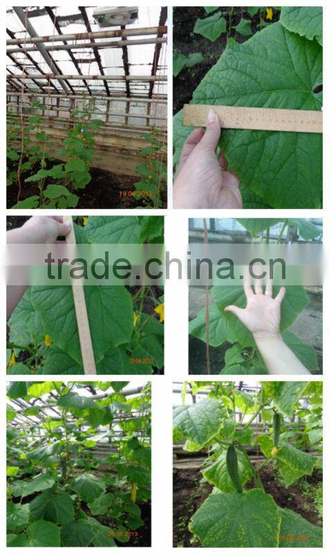 Rectangular Shape greenhouse 300w Plant Growing Lamp