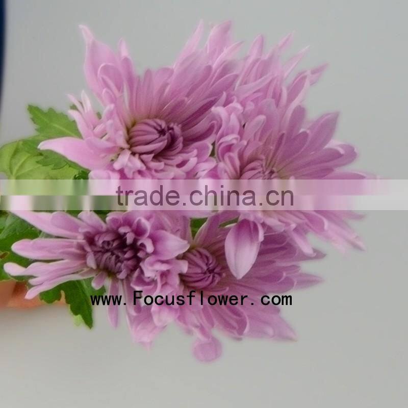 For Birthday Decoration Decor Chrysanthemum With 10 Stems/Bundle Mini Fresh Chrysanthemum With 0.5kg/Bundle Chrysanthemum Pink C