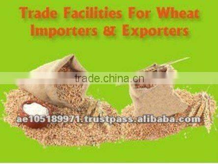 High Quality Fresh Soft Milling Wheat for Sale