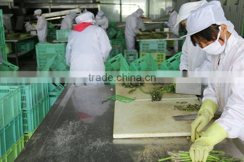 IQF Steamed Green Asparagus