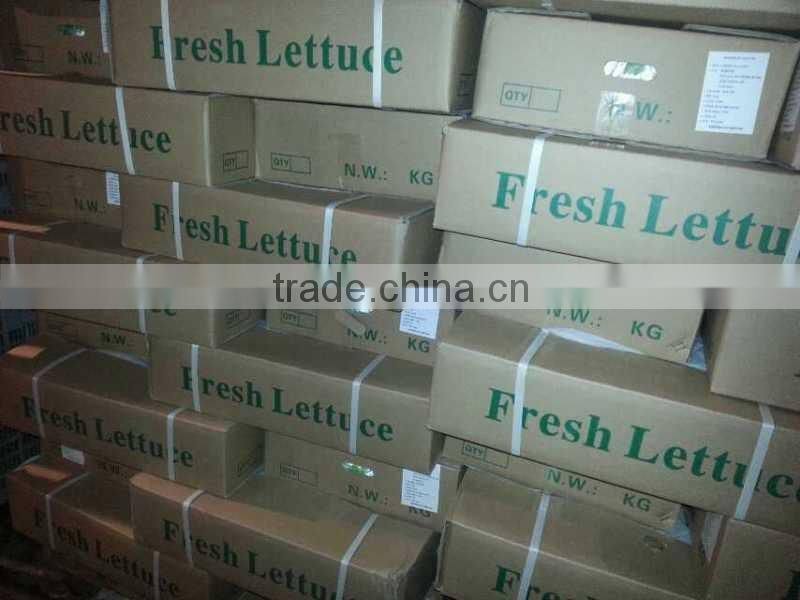 Hot sale Fresh lettuce/Green lettuce/iceberg lettuce