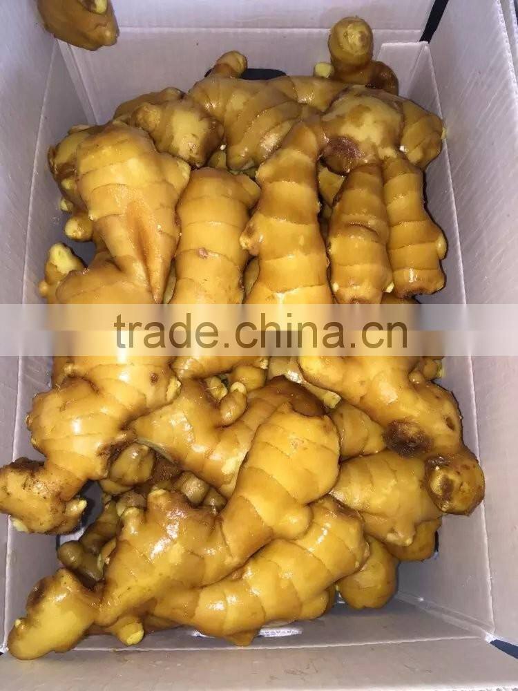 China new fresh ginger